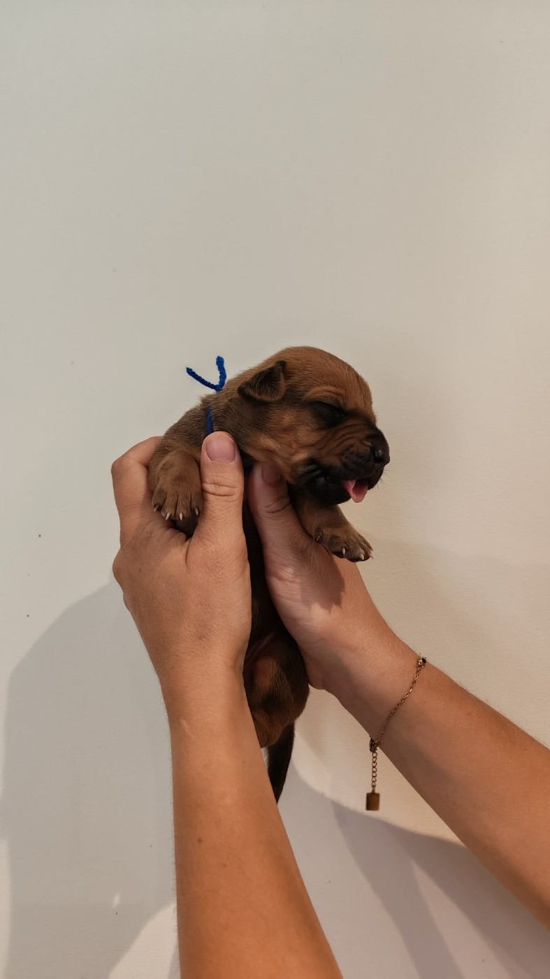 De La Vallée D'Ébène - Chiots disponibles - Rhodesian Ridgeback