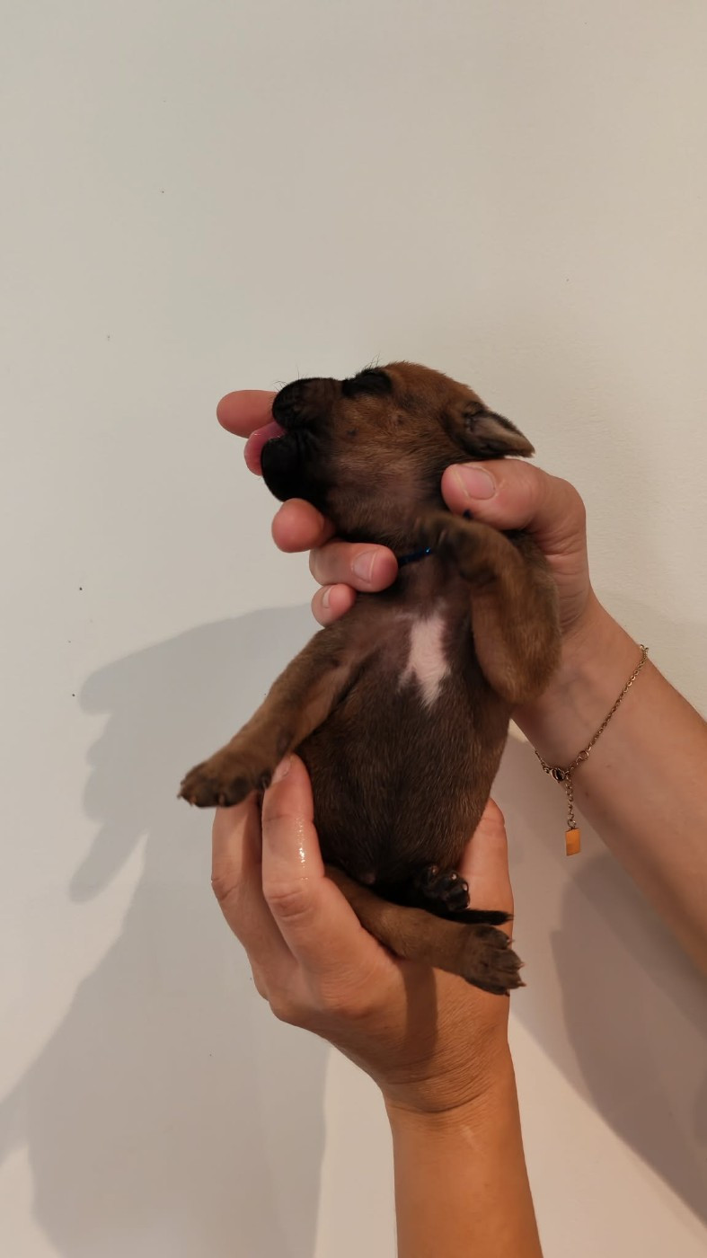 De La Vallée D'Ébène - Chiots disponibles - Rhodesian Ridgeback