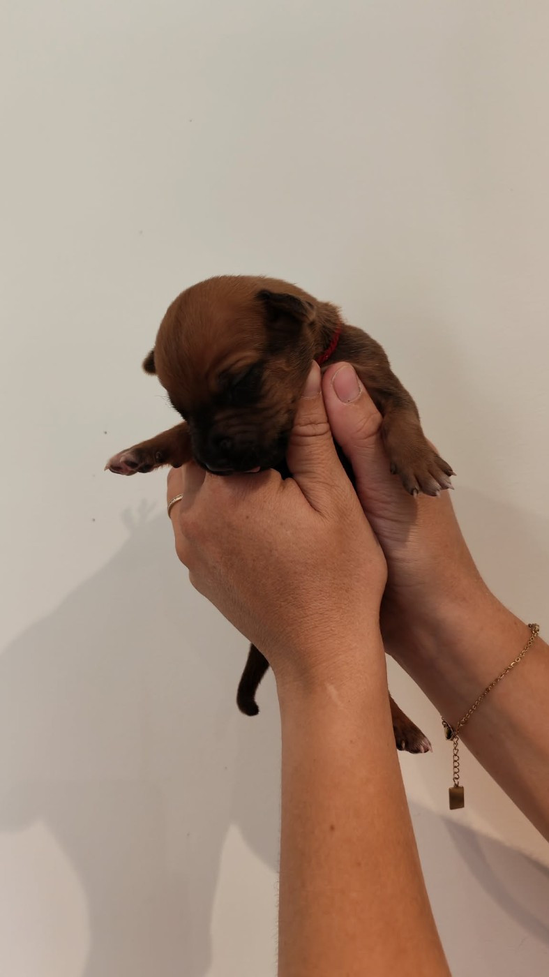 De La Vallée D'Ébène - Chiots disponibles - Rhodesian Ridgeback