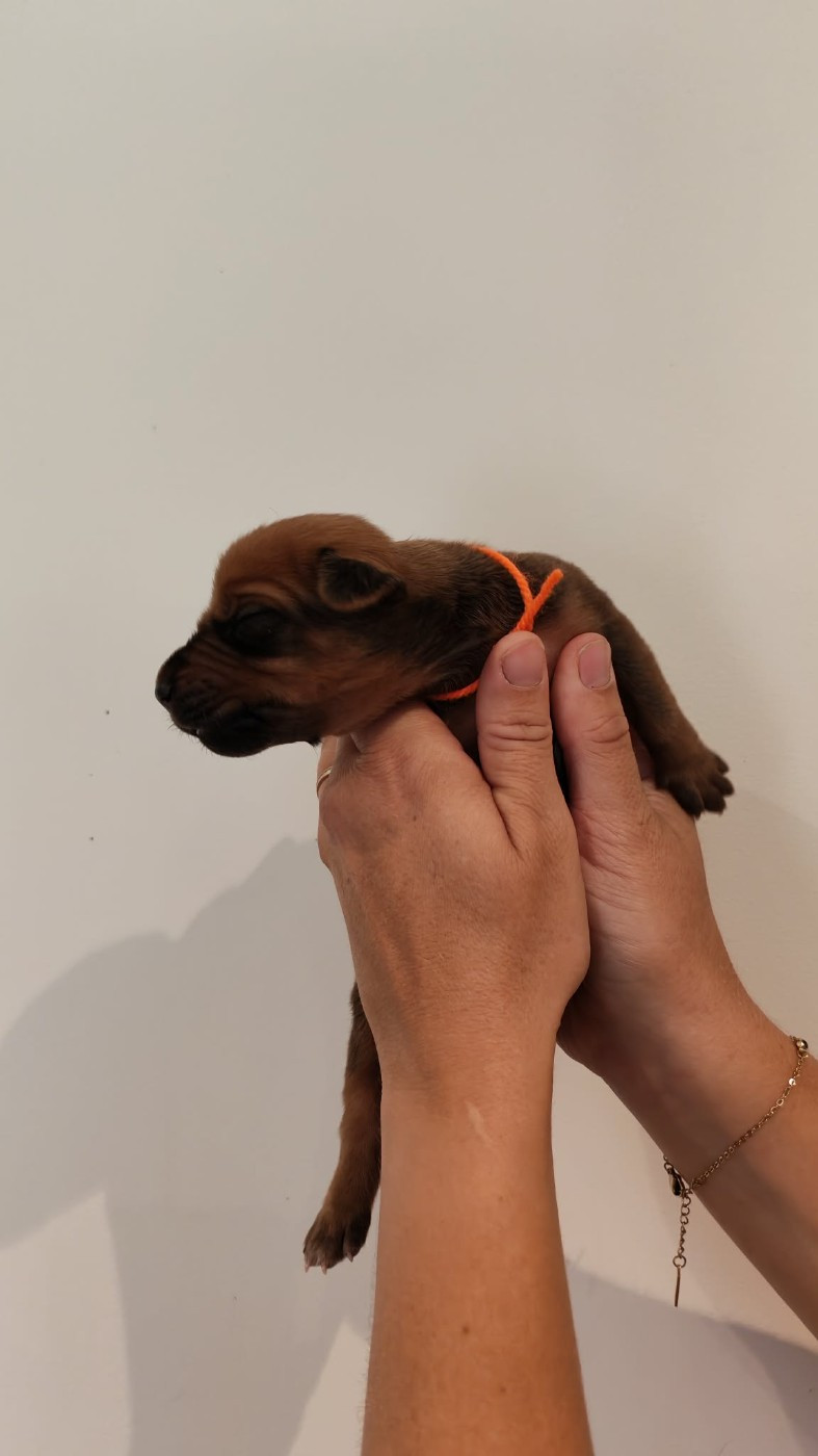 De La Vallée D'Ébène - Chiots disponibles - Rhodesian Ridgeback