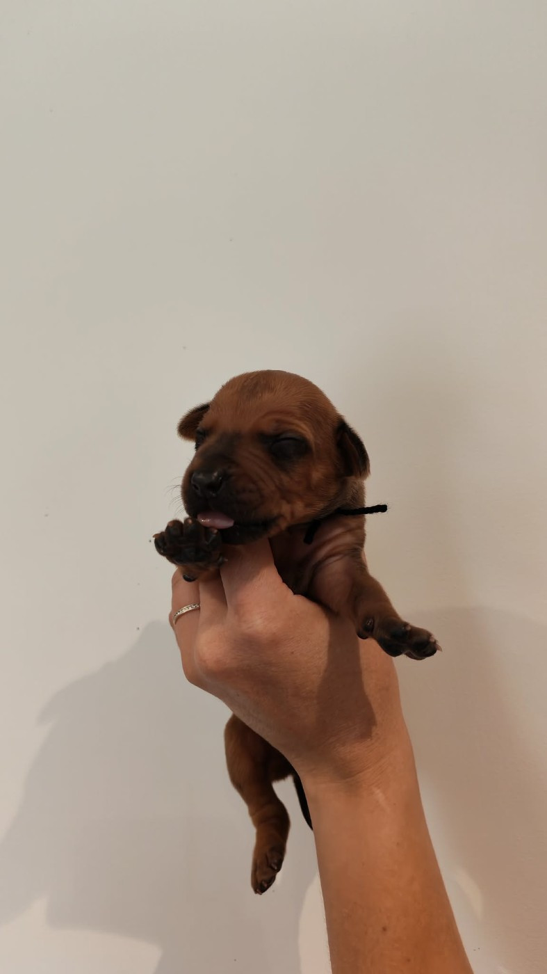 De La Vallée D'Ébène - Chiots disponibles - Rhodesian Ridgeback