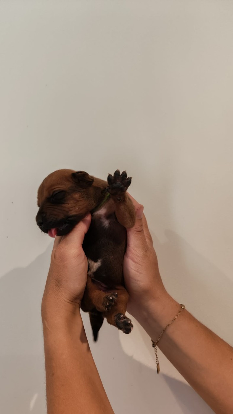De La Vallée D'Ébène - Chiots disponibles - Rhodesian Ridgeback
