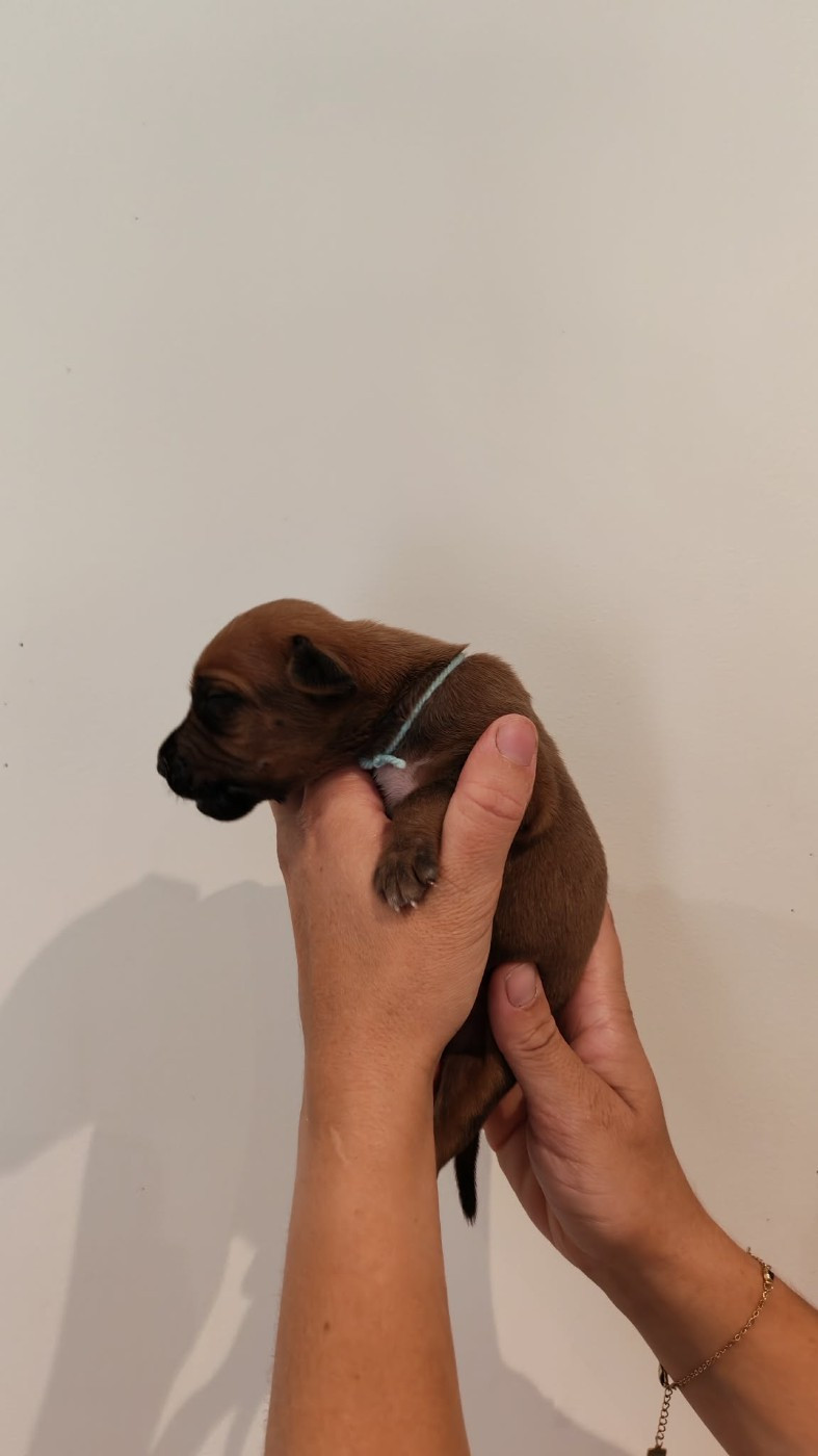 De La Vallée D'Ébène - Chiots disponibles - Rhodesian Ridgeback