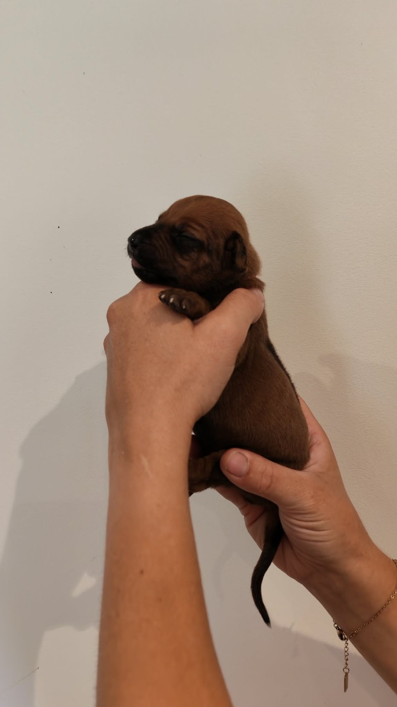 De La Vallée D'Ébène - Chiots disponibles - Rhodesian Ridgeback