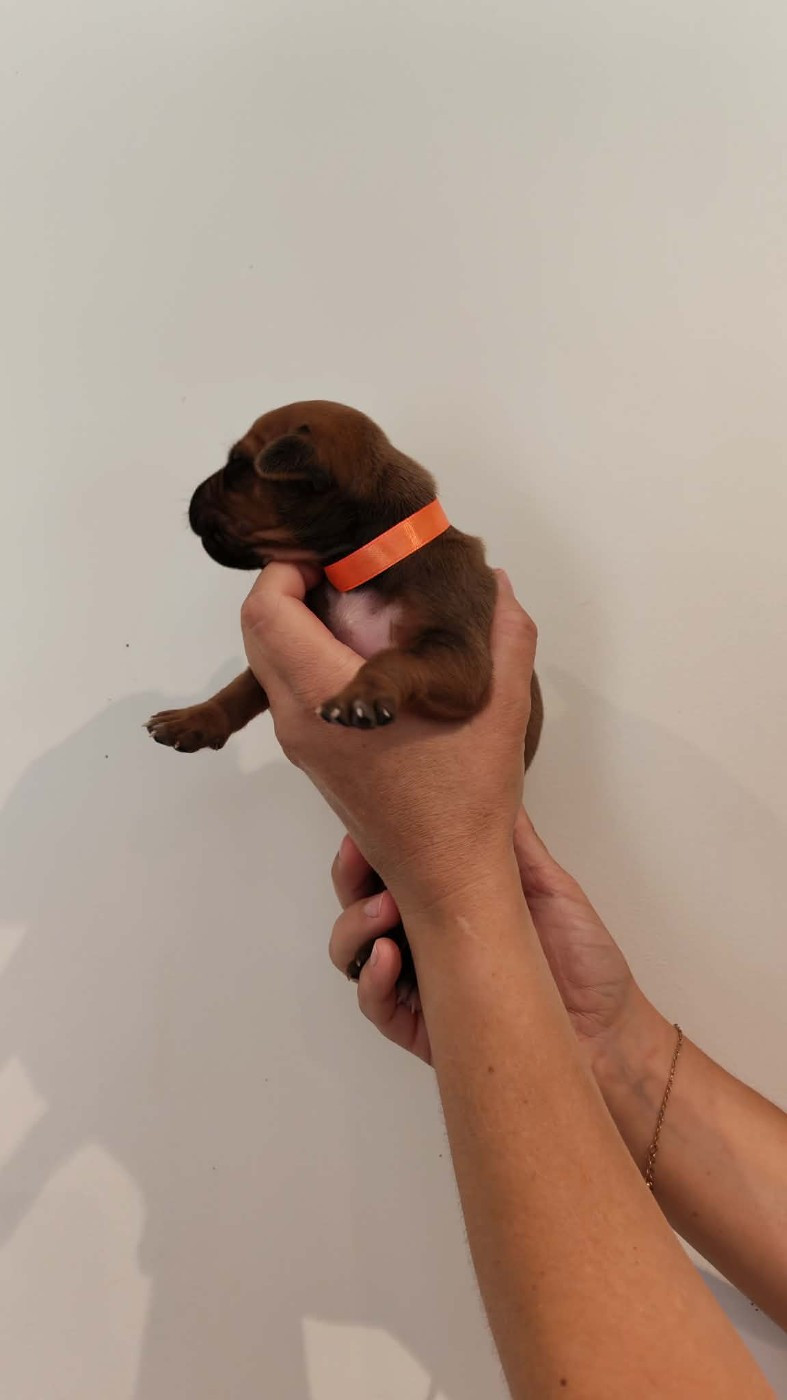 De La Vallée D'Ébène - Chiots disponibles - Rhodesian Ridgeback
