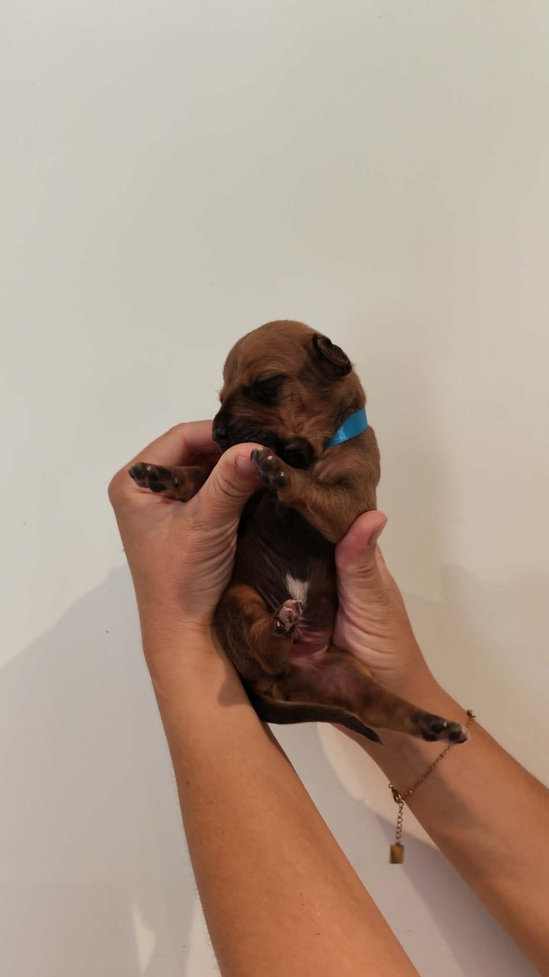 De La Vallée D'Ébène - Chiots disponibles - Rhodesian Ridgeback