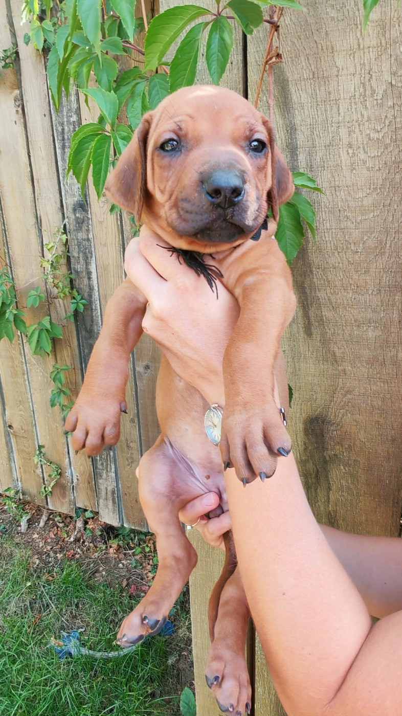 De La Vallée D'Ébène - Chiots disponibles - Rhodesian Ridgeback