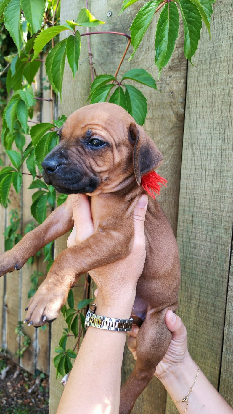 De La Vallée D'Ébène - Chiots disponibles - Rhodesian Ridgeback