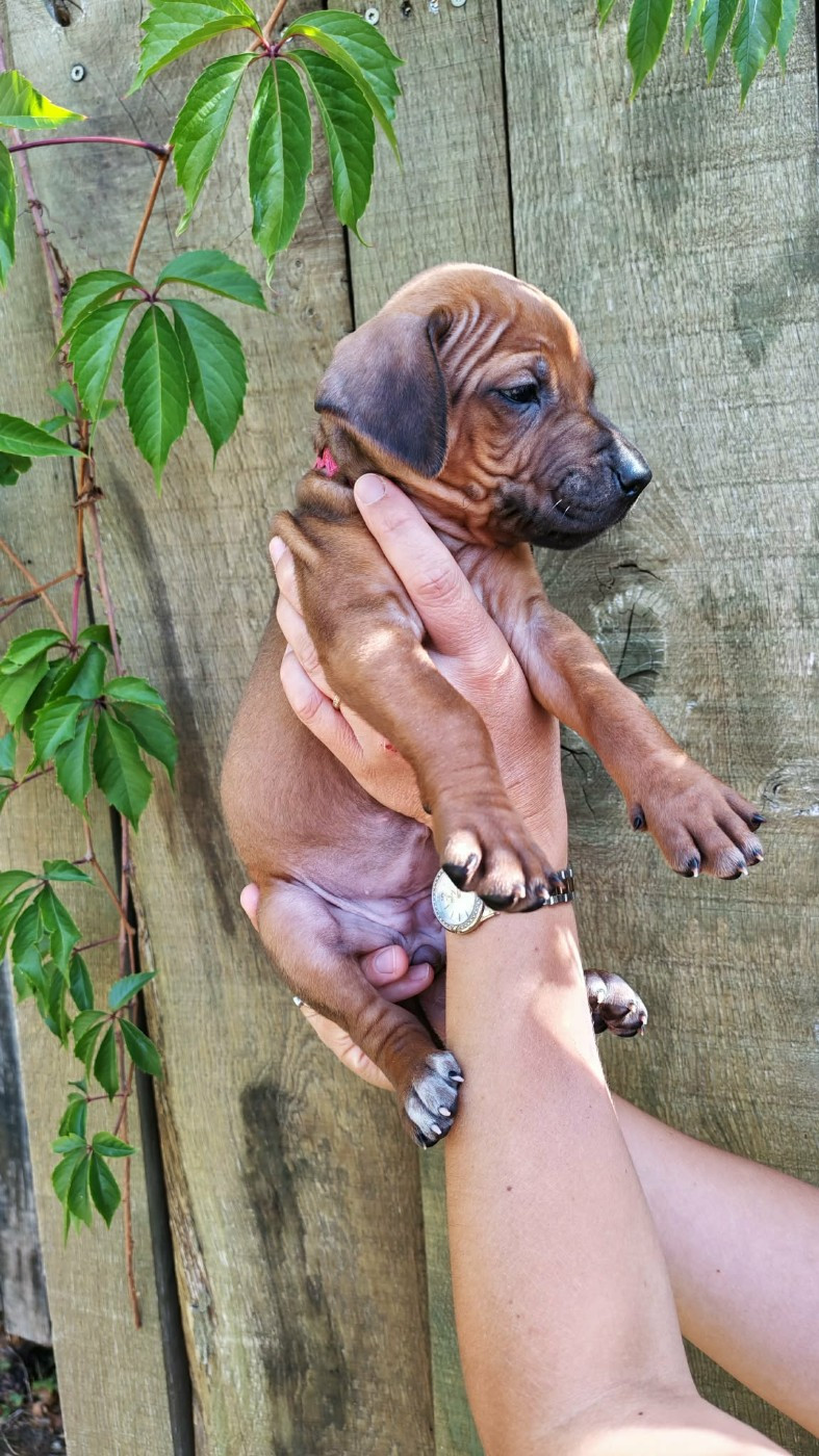 De La Vallée D'Ébène - Chiots disponibles - Rhodesian Ridgeback