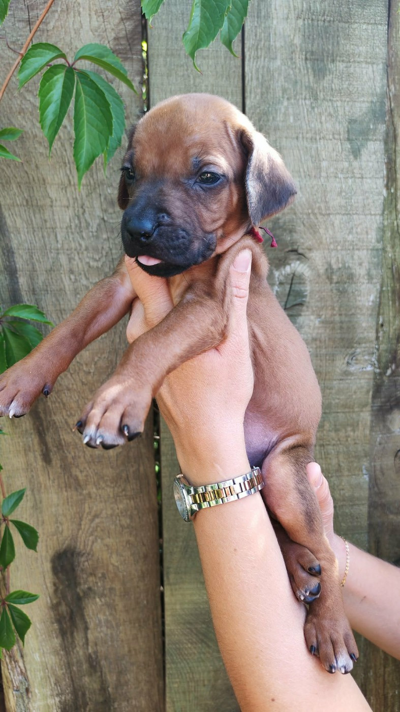 De La Vallée D'Ébène - Chiots disponibles - Rhodesian Ridgeback