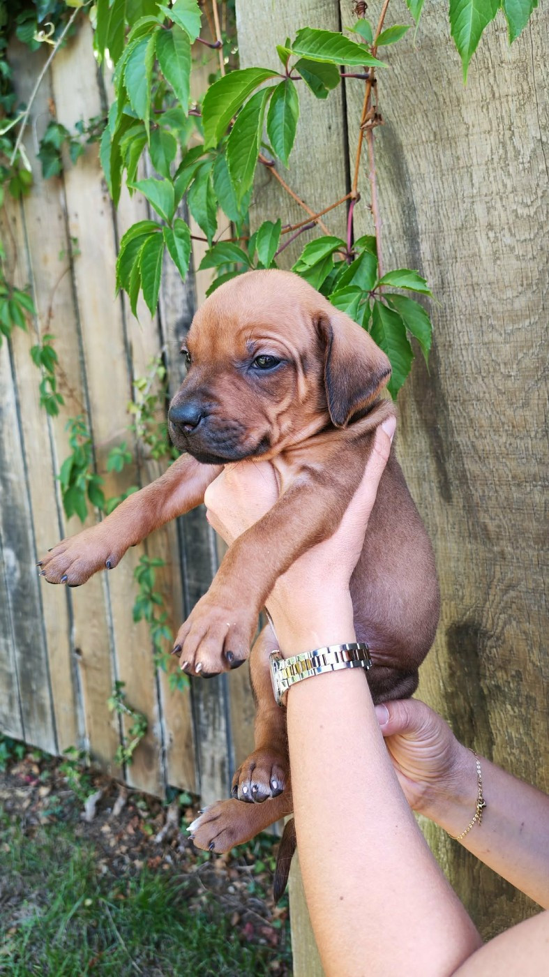 De La Vallée D'Ébène - Chiots disponibles - Rhodesian Ridgeback