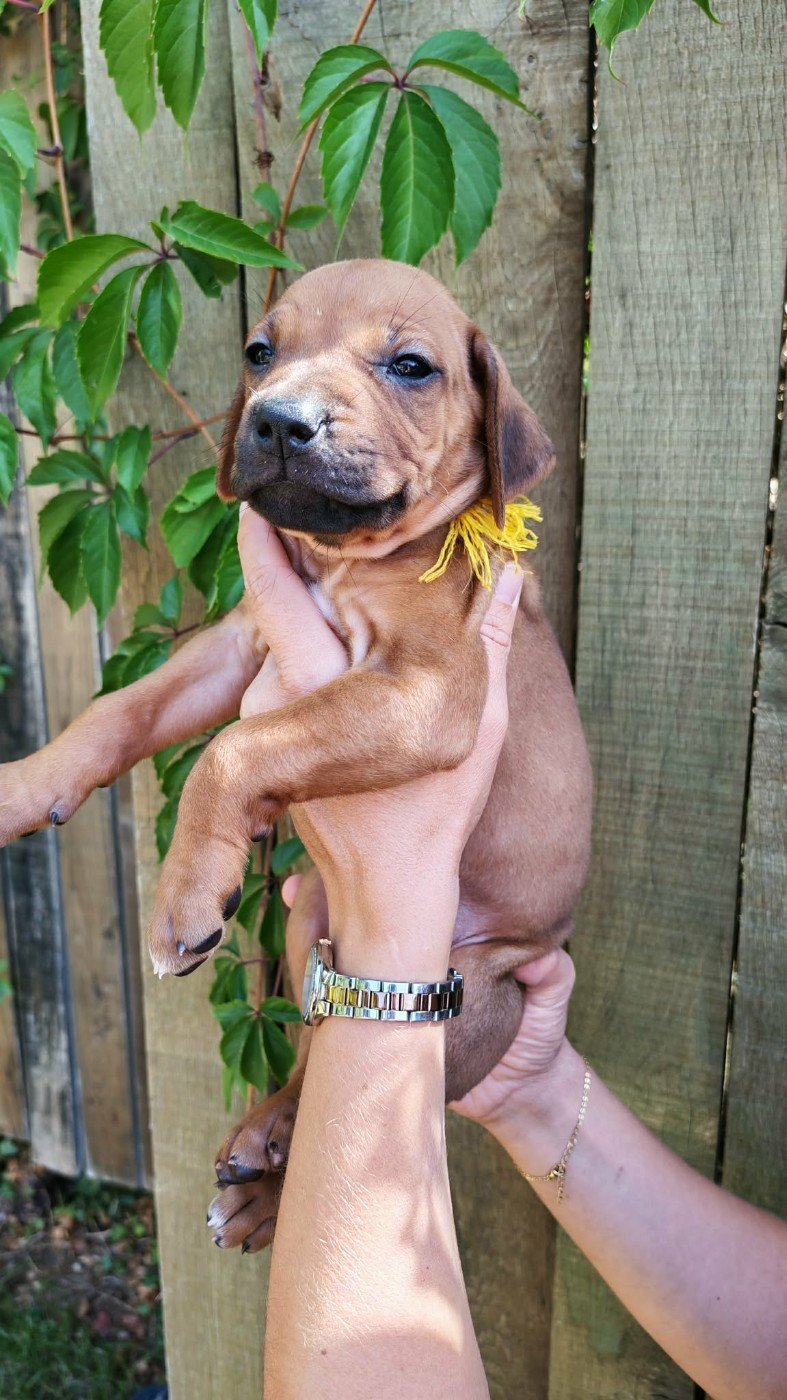 De La Vallée D'Ébène - Chiots disponibles - Rhodesian Ridgeback