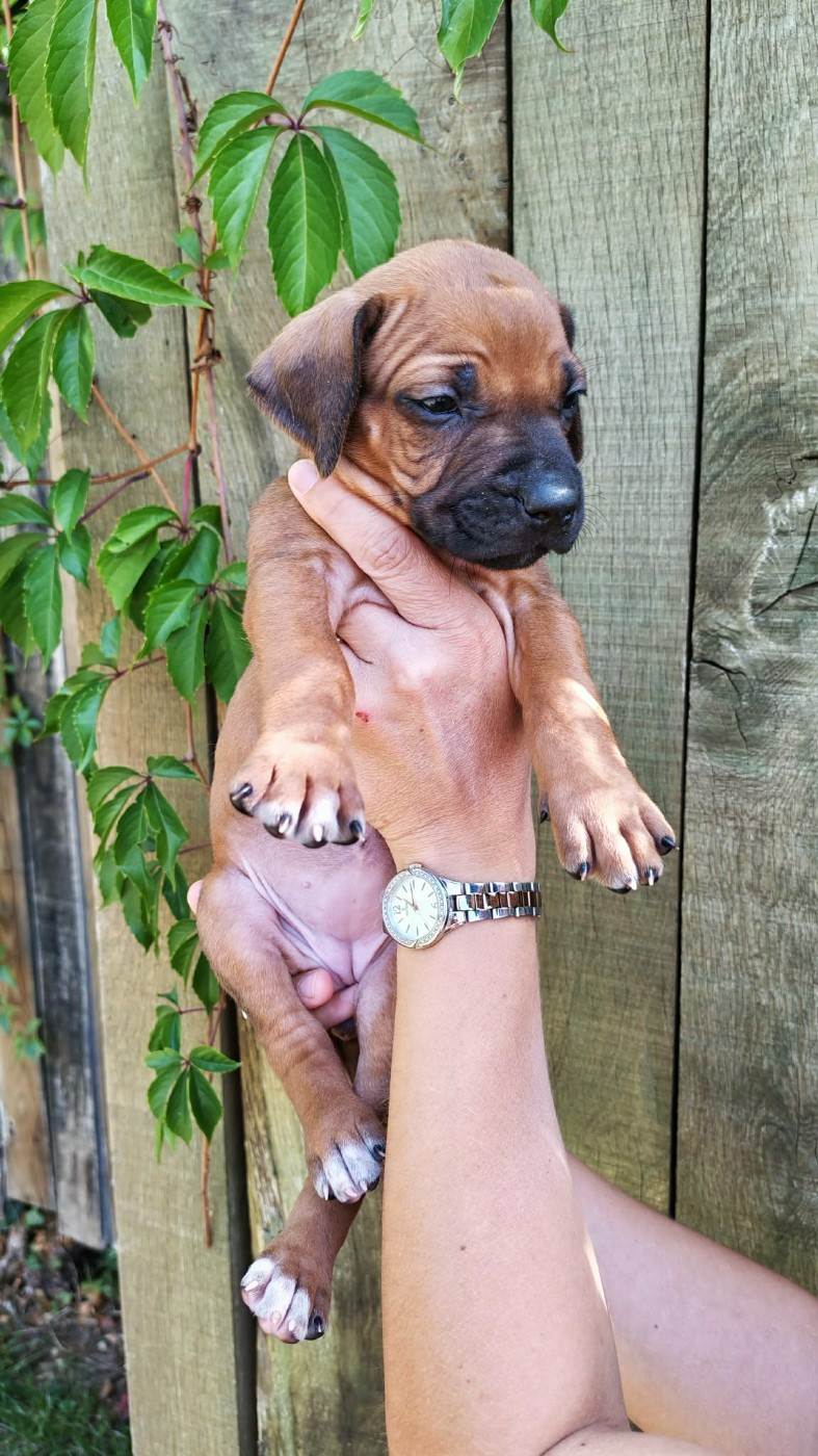 De La Vallée D'Ébène - Chiots disponibles - Rhodesian Ridgeback