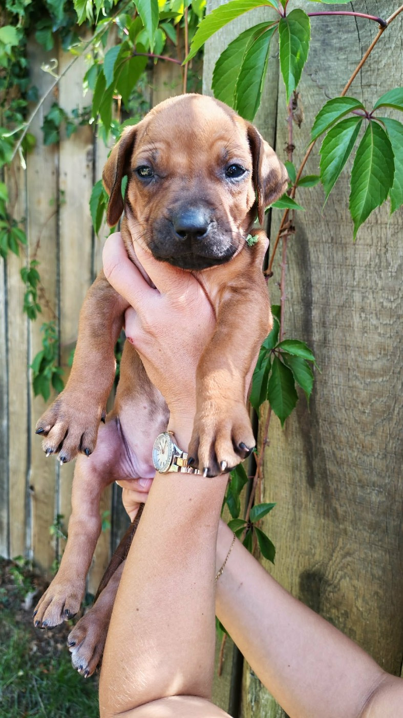De La Vallée D'Ébène - Chiots disponibles - Rhodesian Ridgeback