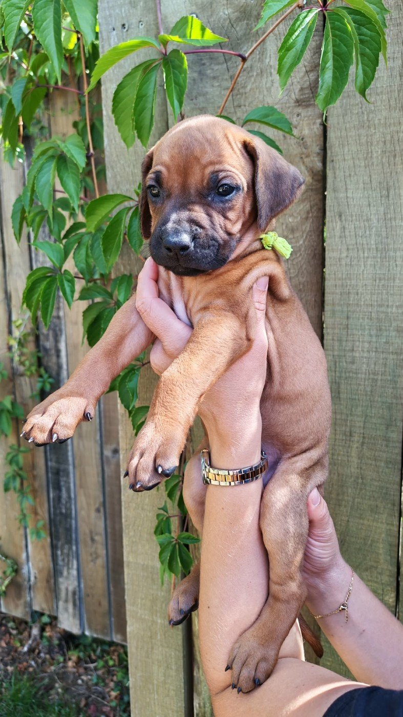 De La Vallée D'Ébène - Chiots disponibles - Rhodesian Ridgeback