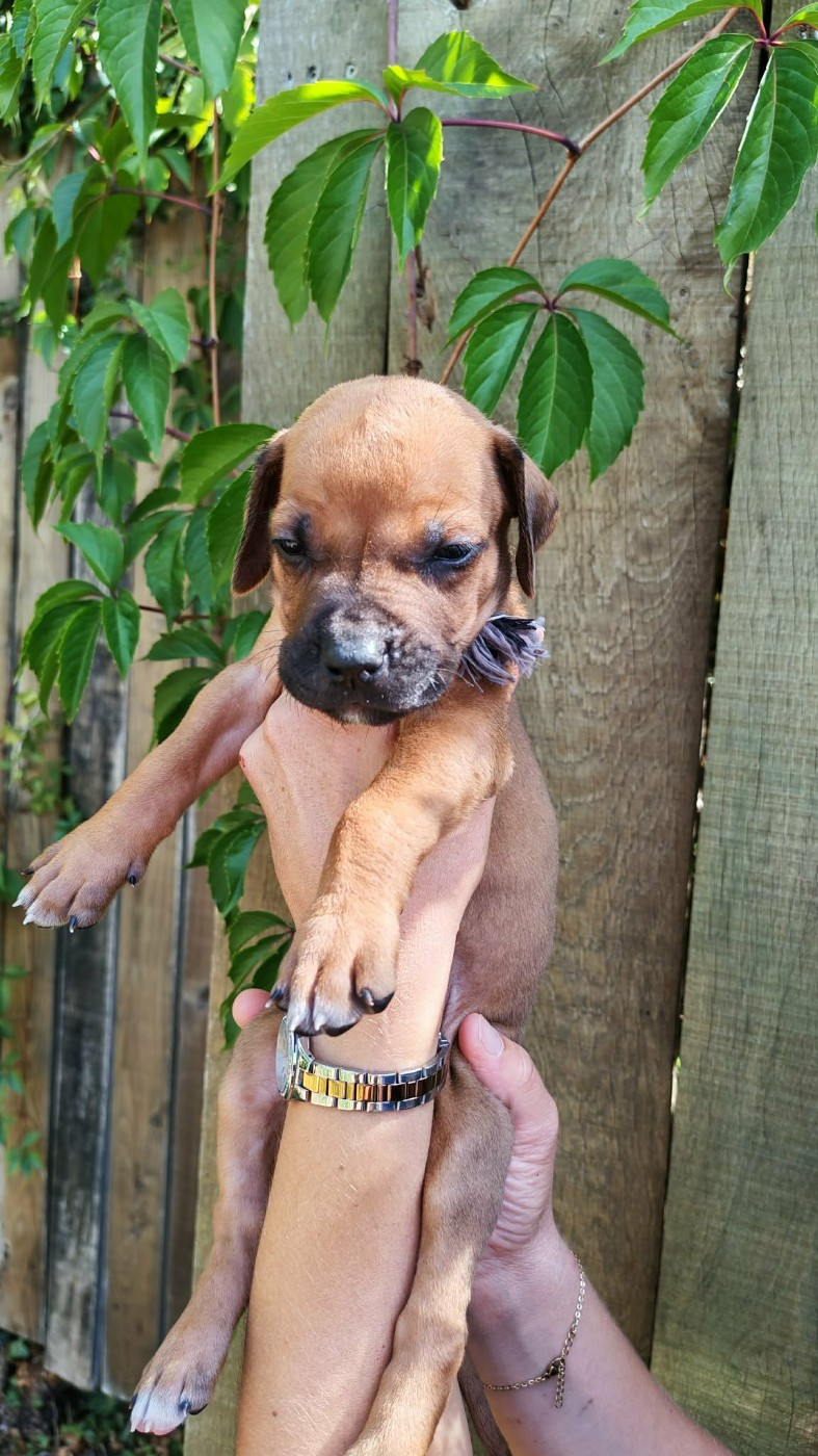 De La Vallée D'Ébène - Chiots disponibles - Rhodesian Ridgeback