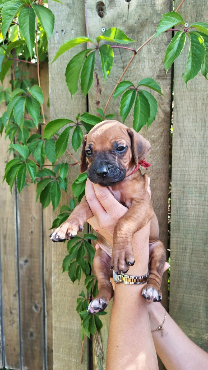 De La Vallée D'Ébène - Chiots disponibles - Rhodesian Ridgeback