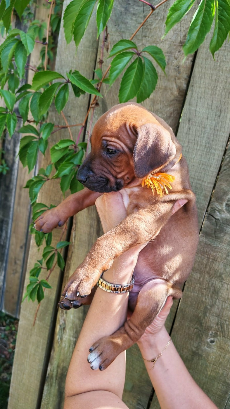 De La Vallée D'Ébène - Chiots disponibles - Rhodesian Ridgeback