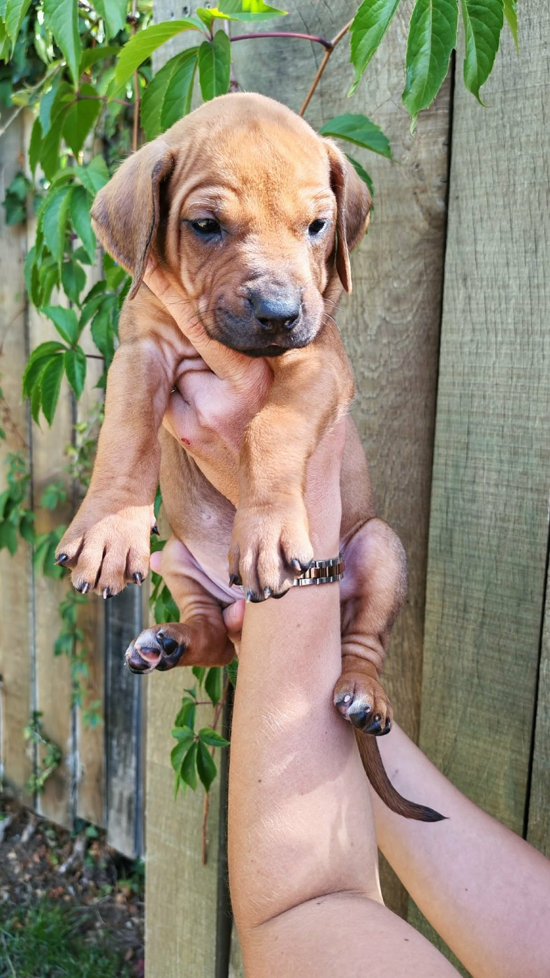 De La Vallée D'Ébène - Chiots disponibles - Rhodesian Ridgeback