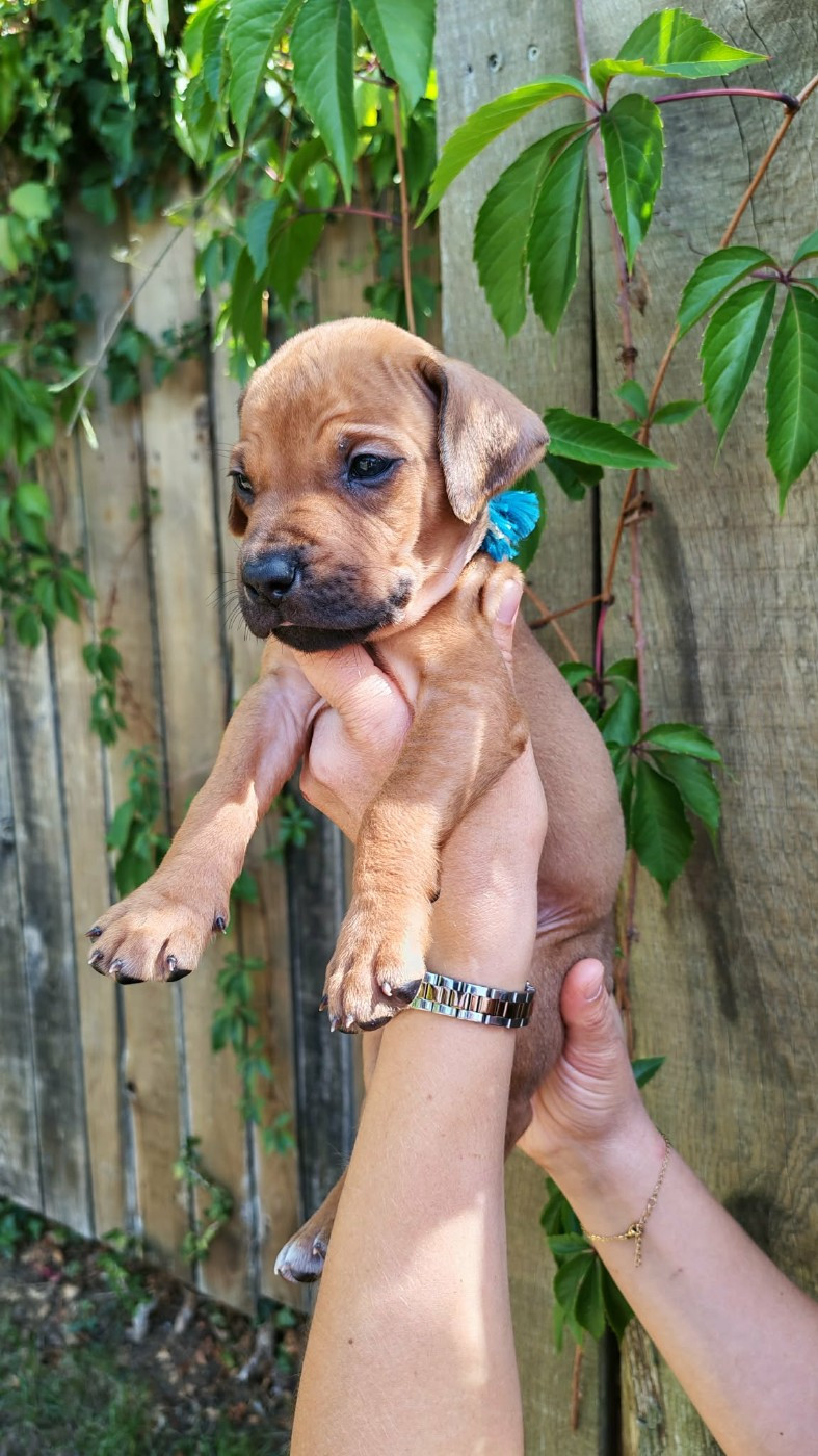 De La Vallée D'Ébène - Chiots disponibles - Rhodesian Ridgeback
