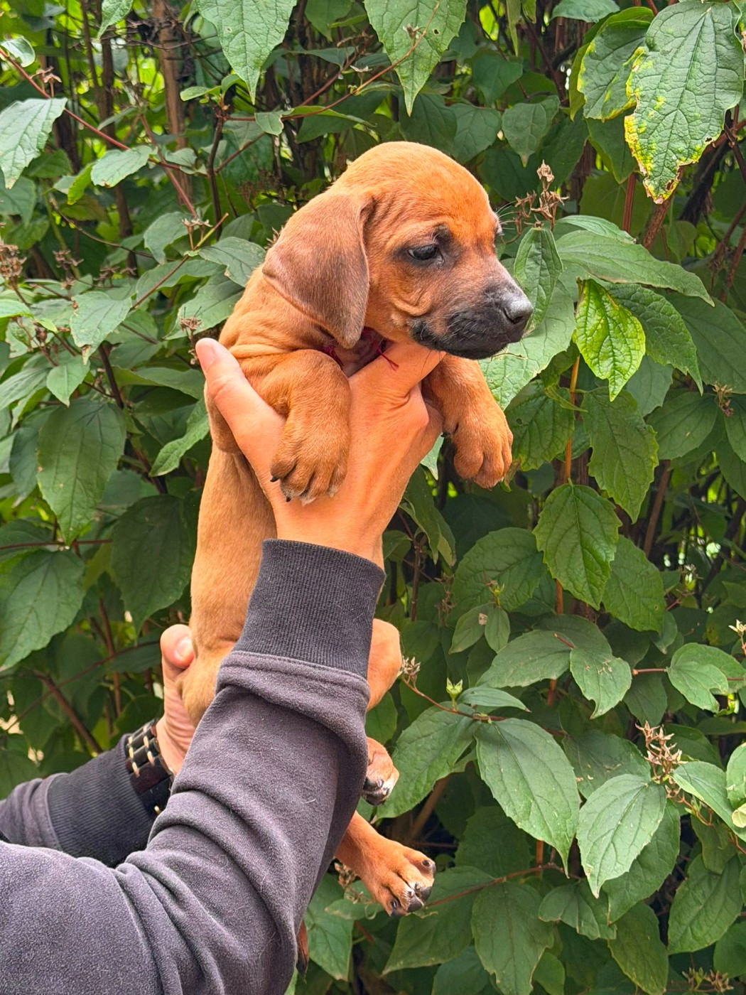 De La Vallée D'Ébène - Chiots disponibles - Rhodesian Ridgeback