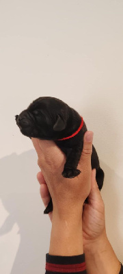 CHIOT