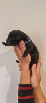 CHIOT
