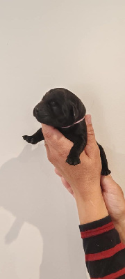CHIOT