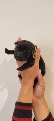 CHIOT