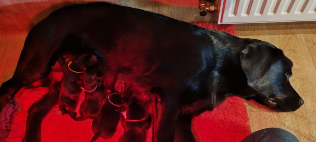 Chiot Labrador Retriever De La Vallée D'Ébène